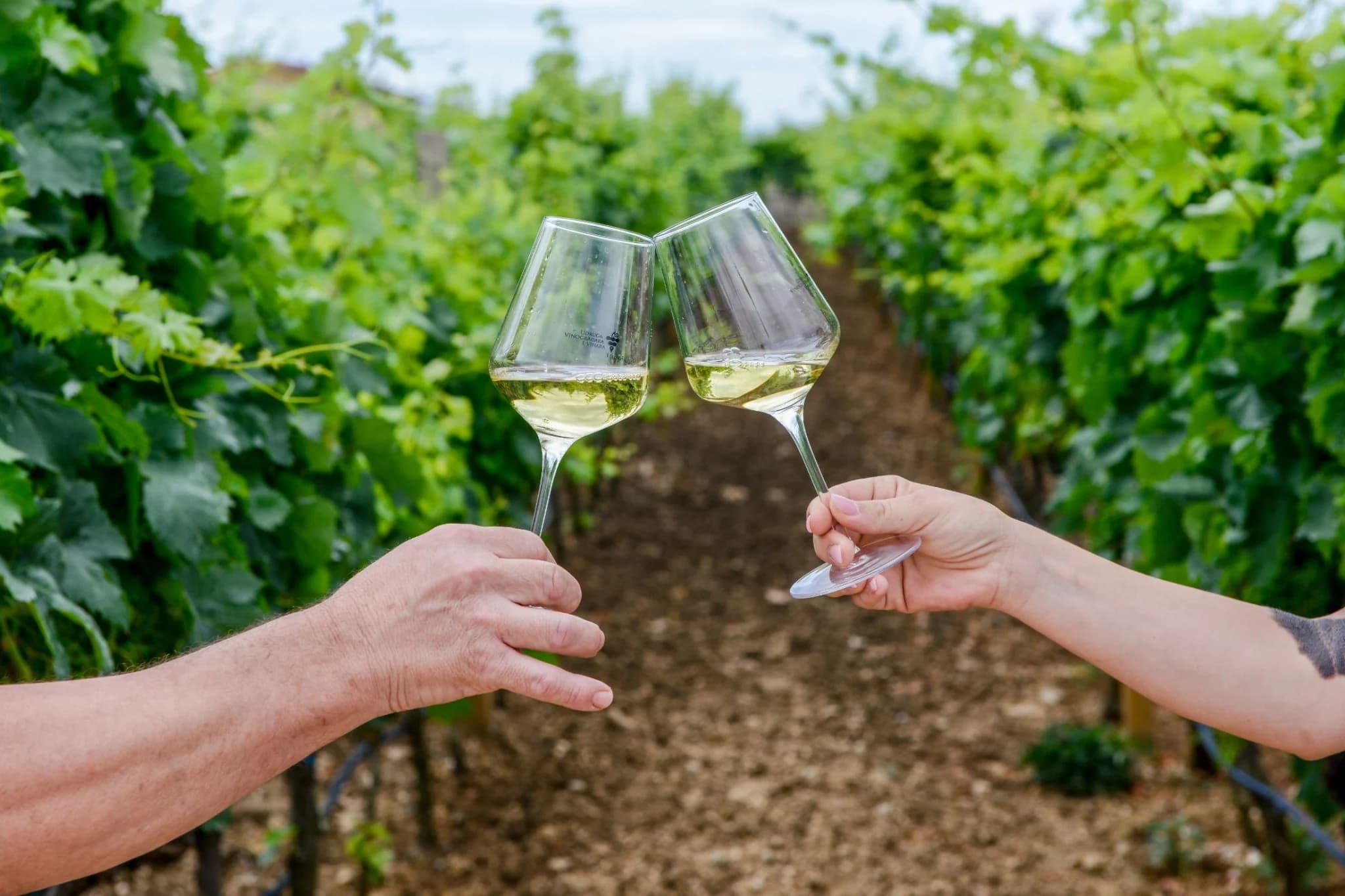 Vinsmagning mellem vinrækkerne på en vingård i Hercegovina